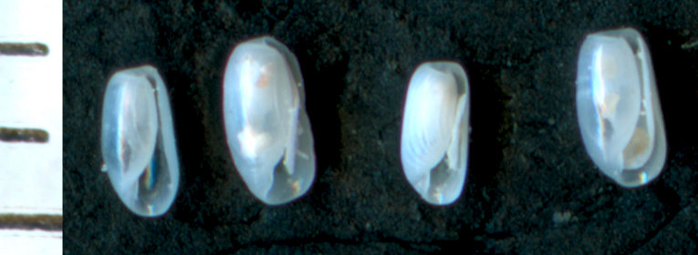 Cylichnina sp